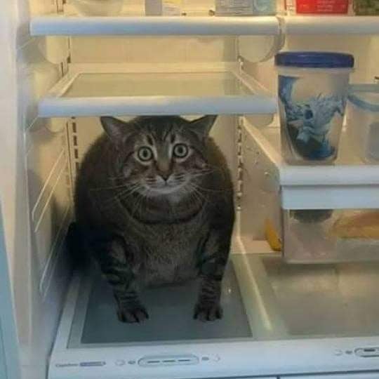 Funny-Nonsense-Animal-Images