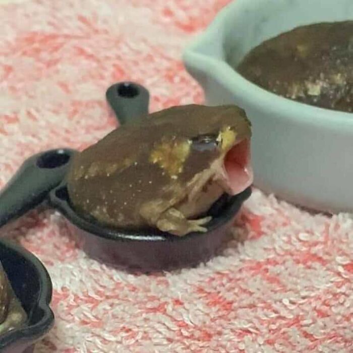 Funny-Nonsense-Animal-Images