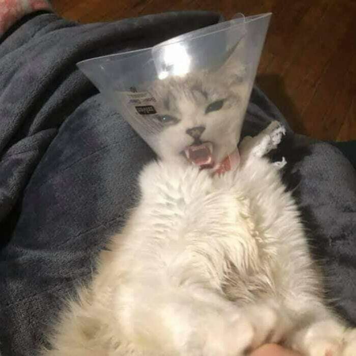 Funny-Nonsense-Animal-Images