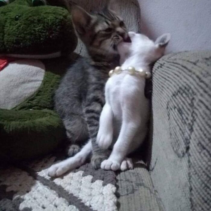 Funny-Nonsense-Animal-Images