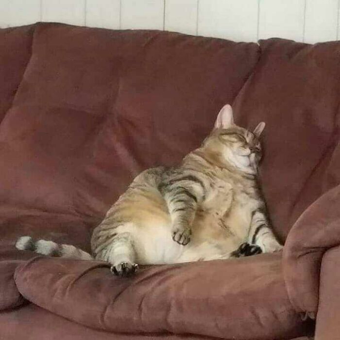 Funny-Nonsense-Animal-Images