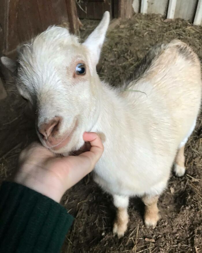 More Neck Scratches Please