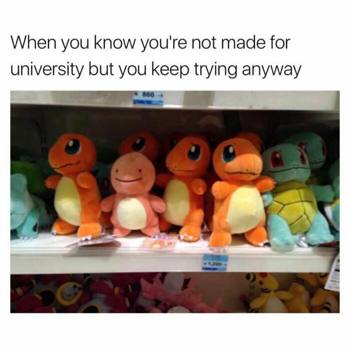 Student-University-Life-Memes