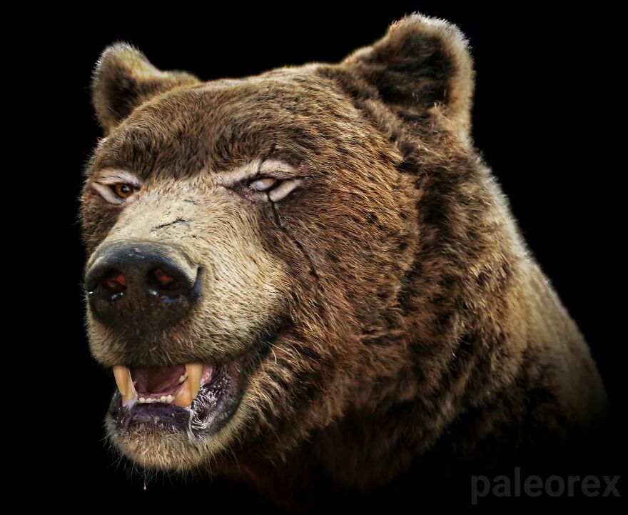 Realistic illustration of an extinct animal showing detailed fur and facial features against a black background