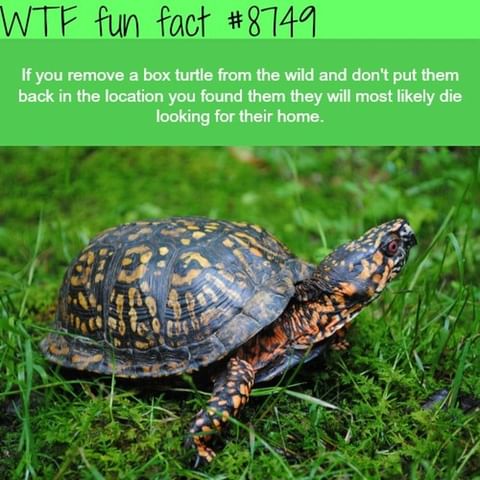 Put Things Back Where You Got Them! Who Else Always Loses Their Stuff?!
.
daily Fun Facts @wtffunfacts
.
.
.
#wtffunfact #facto #factzoflife #factz💯 #factpage #truefacts💯 #freefacts #factsoninstagram #verifyfact #factlover #wtffunfacts #interesting #knowledges #dailyfact #allfacts #strangefacts #nowiknow #dailyfactsbox #knowledgebygoogle #thoughtprovoking #7facts #bigfact #mildlyinteresting #unbelivable #factsonly💯 #thecompletefacts #thefactmore #snapplefacts #uberfacts #theuntoldfact