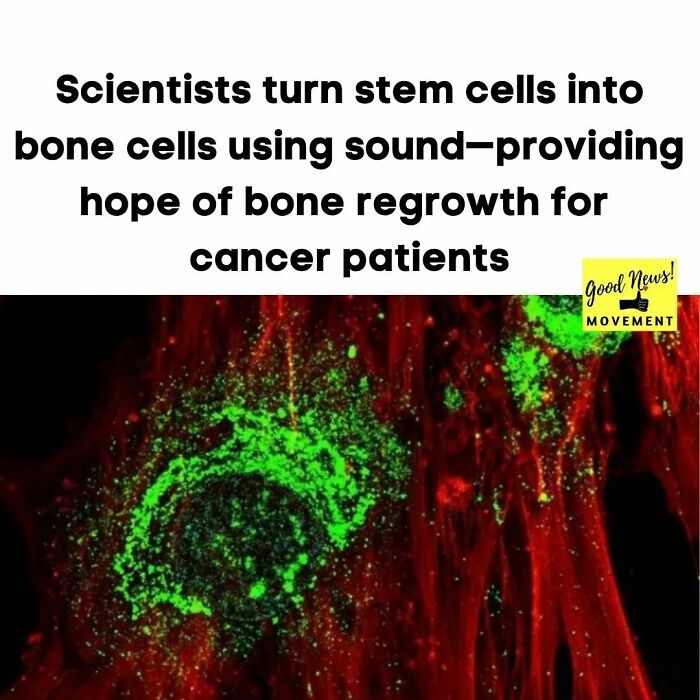 Researchers At The Royal Melbourne Institute Of Technology Found That In As Little As 5 Days, Sound Waves Above Frequencies Of 10p Mhz Can Turn Stem Cells Into Bone Cells. This Comes After Years Of Research And Amy Gelmi, A Vice-Chancellor's Research Fellow At Rmit In Australia, Explains: "This Method Also Doesn't Require Any Special 'Bone-Inducing' Drugs And It's Very Easy To Apply To The Stem Cells." This Gives Hope To Develop Treatments For Patients Of Cancer And Other Regenerative Diseases. #scienceforthewin #goodnews