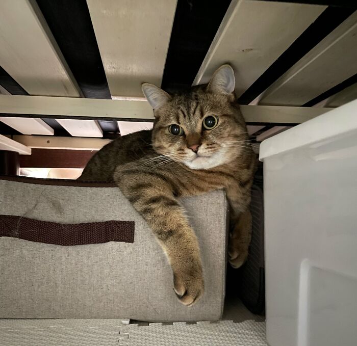 Se vuelve viral este gato con pantuflas hechas de su propio pelaje