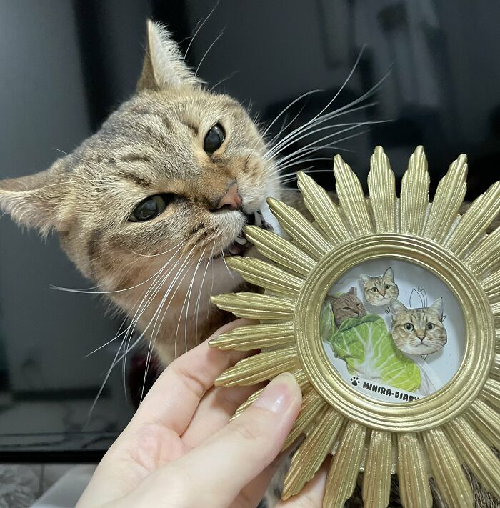 Se vuelve viral este gato con pantuflas hechas de su propio pelaje