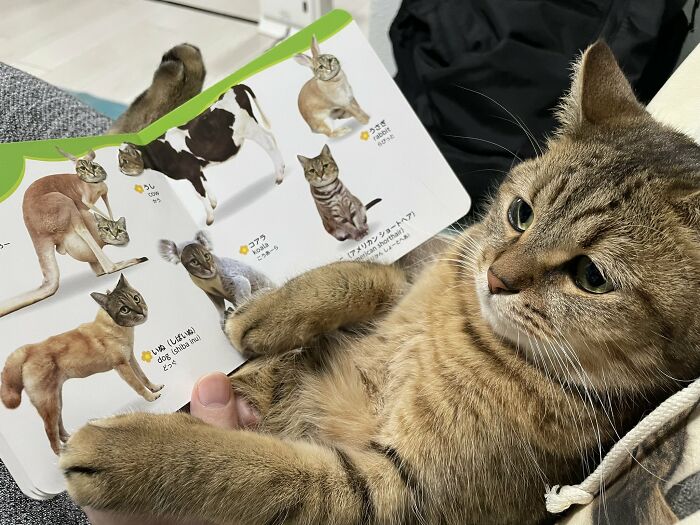 Se vuelve viral este gato con pantuflas hechas de su propio pelaje