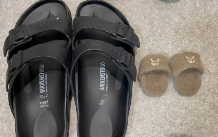 Se vuelve viral este gato con pantuflas hechas de su propio pelaje