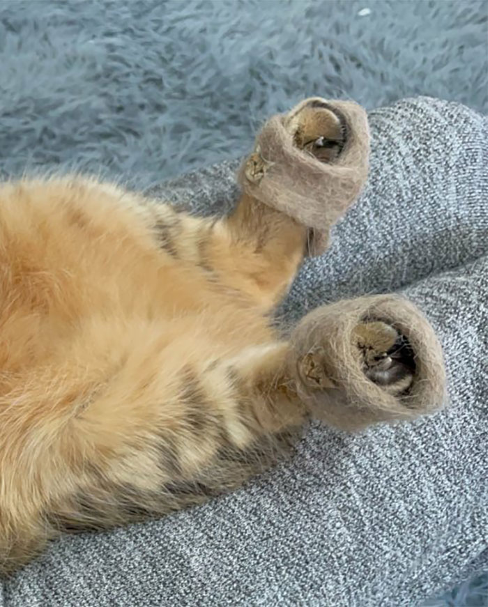 Se vuelve viral este gato con pantuflas hechas de su propio pelaje
