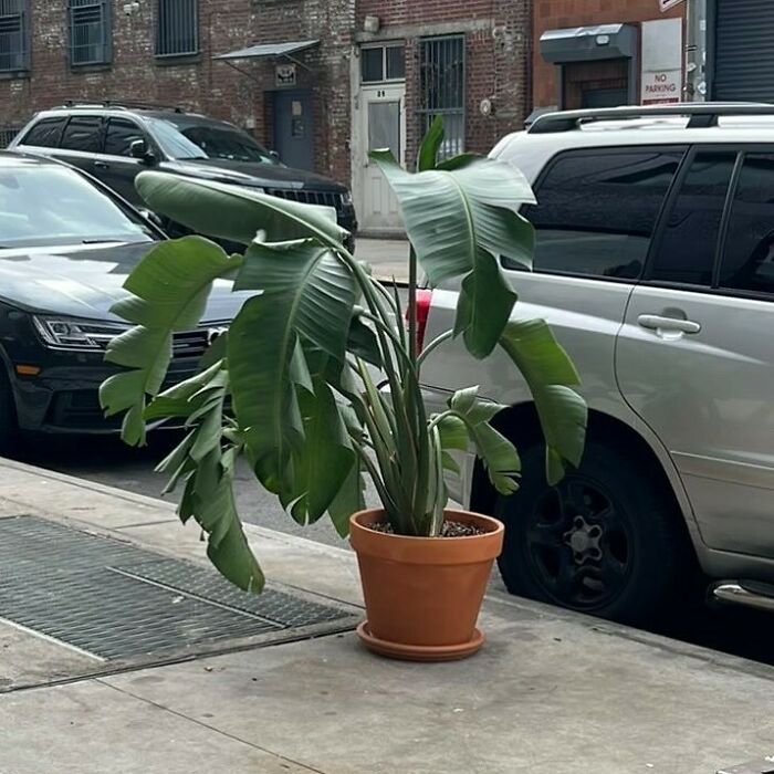 Bird Of Paradise Needing A Home! Birdss 4th Between Kent And Wythe