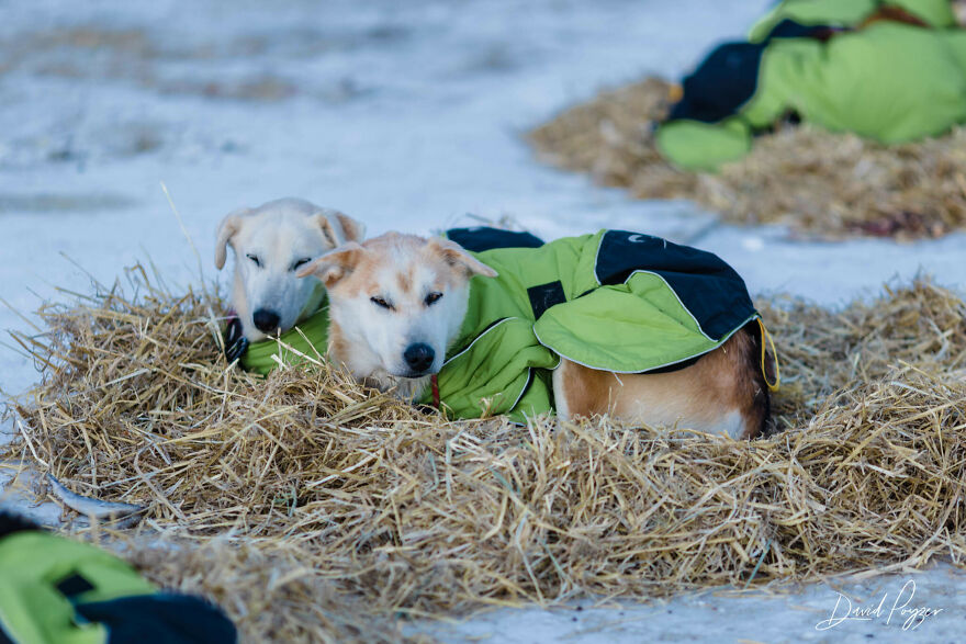 Cute Pictures Of This Year's Iditarod (15 Pics)