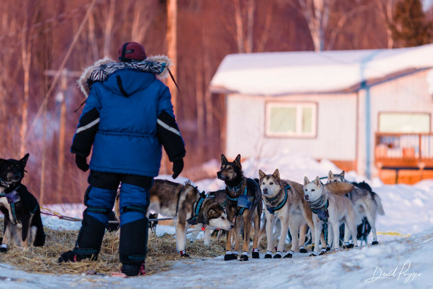 Cute Pictures Of This Year's Iditarod (15 Pics)