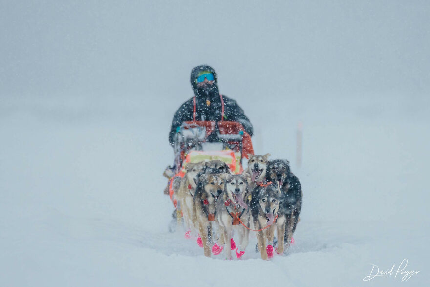 Cute Pictures Of This Year's Iditarod (15 Pics)