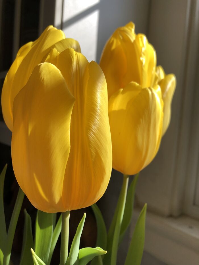 Its Snowing Right Now Lol But I Have Beautiful Bulb Flowers Already