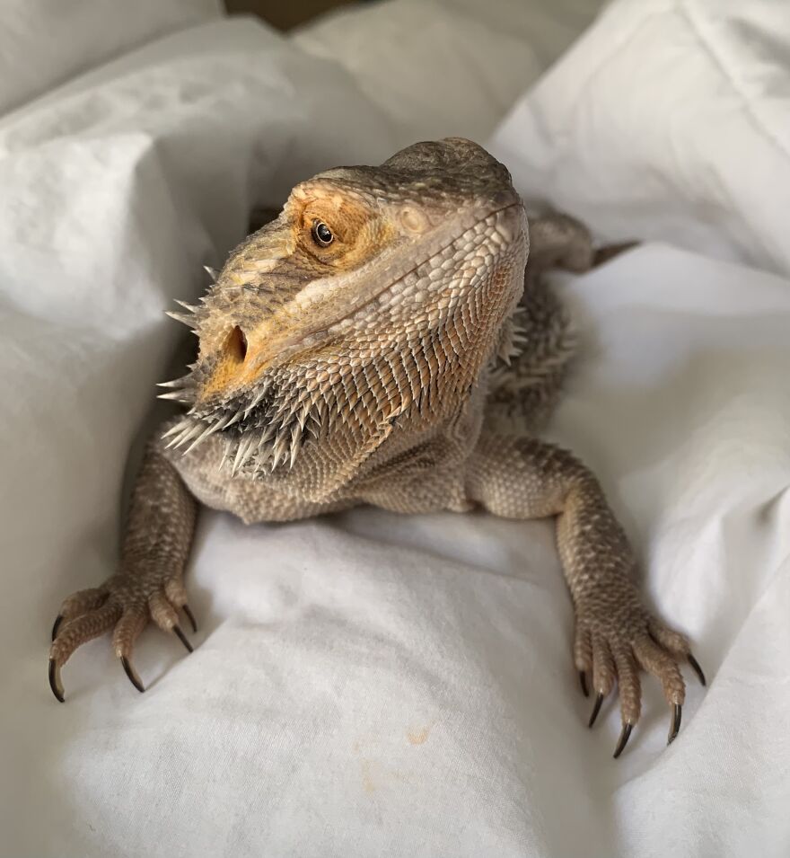 This Sweet Friend ! He Comes And Stays With Us Sometimes He’s A Class Pet:)