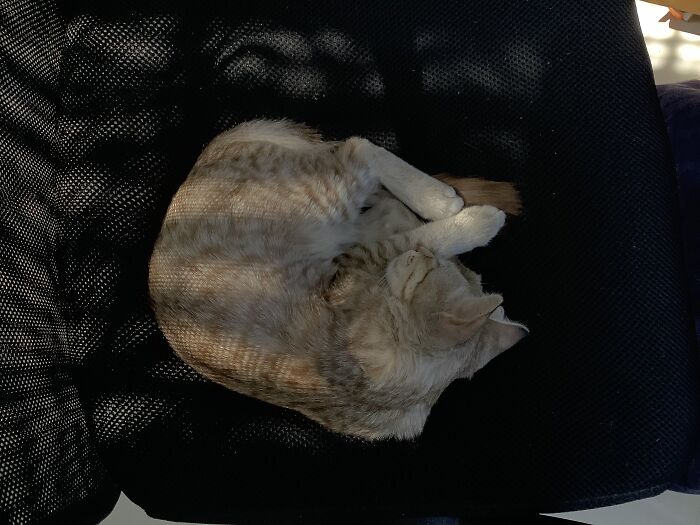 This Is The Hobbes-Ball.