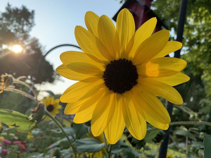 Favorite Flower Pic I’ve Taken