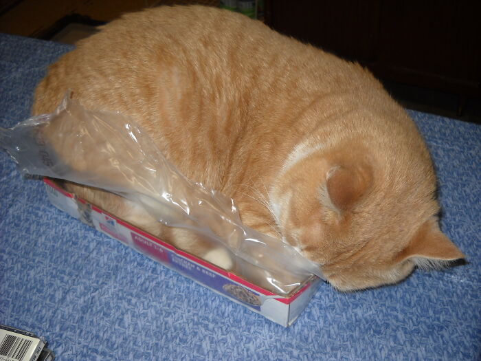 This Box Is Big Enough For A Nap.