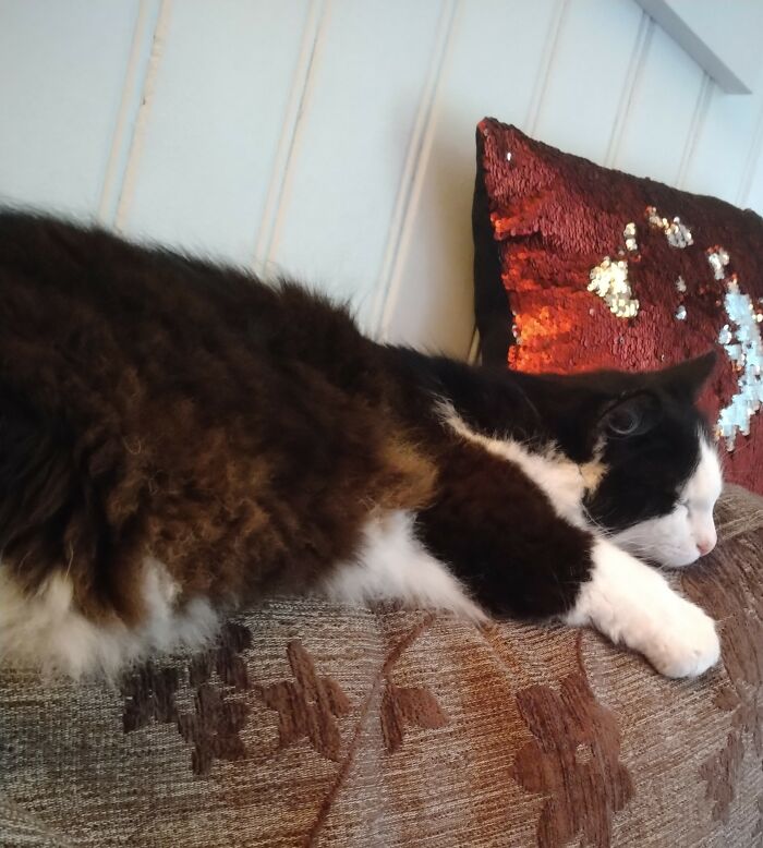 Bleached Cat Taking A Break From 2018 Summer