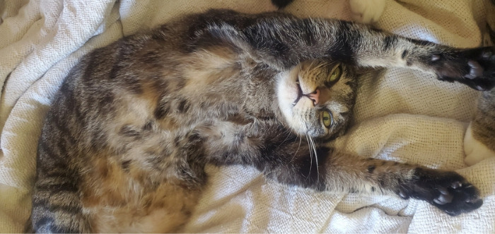 Did I Tell You To Stop Rubbing The Belly Human?