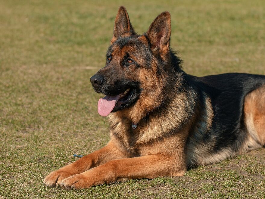 Dogs - Man's Best Friends Dogs - Man's Best Friends