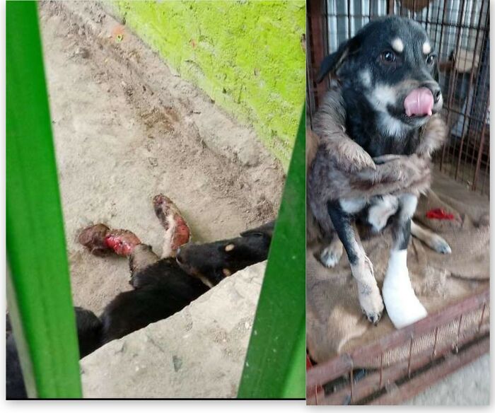 Picture Before And After The Rescue Of This Cute Little Pup