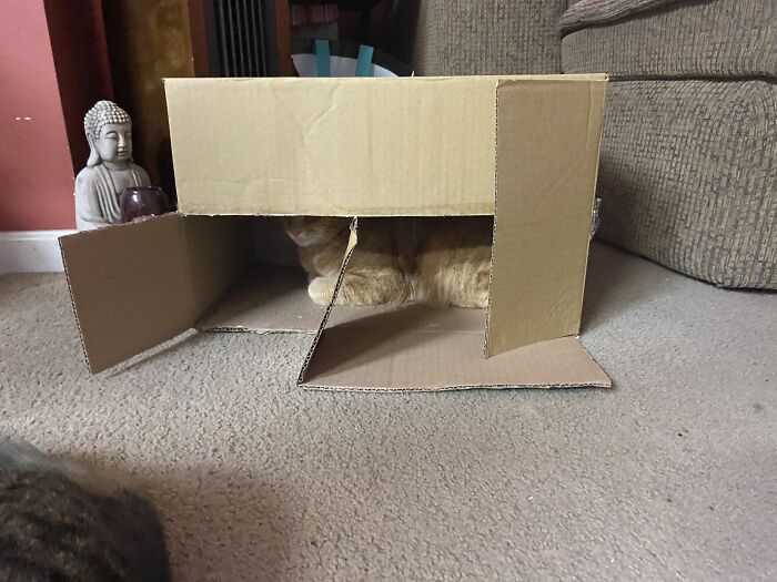 Milo Is Mayor If The Amazon Box.