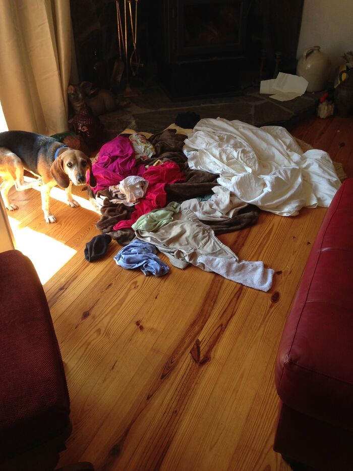 New Dog, Separation Anxiety While I Went Grocery Shopping