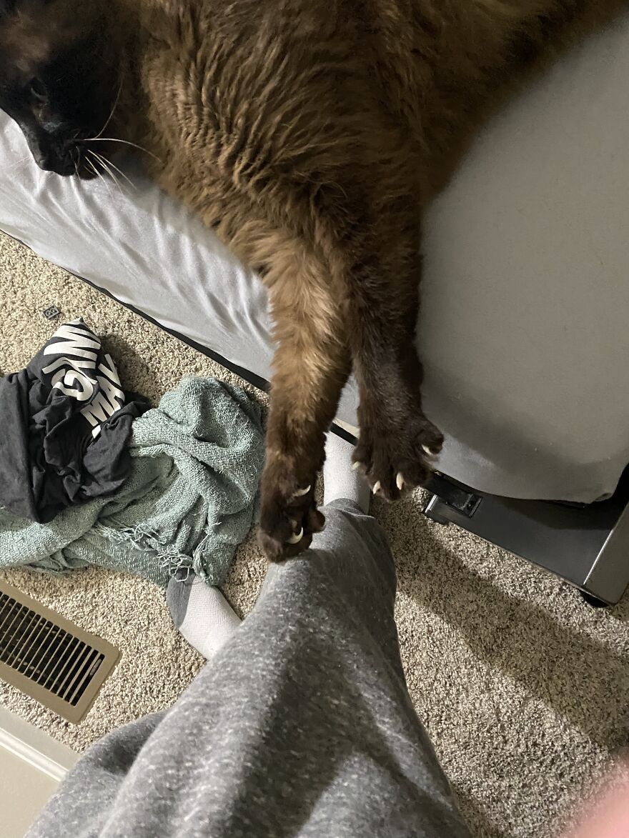 Here Are Some Pictures Of My Cats. Incase You Are Having A Bad Day.