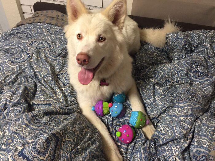 Polaris Loves All The Toys And Will House Them Until They Are Properly Destroyed.