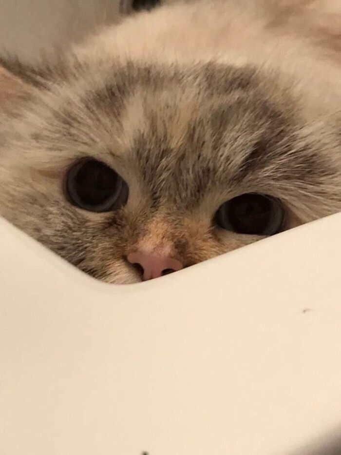 Ready, Get Set…pounce!!!!