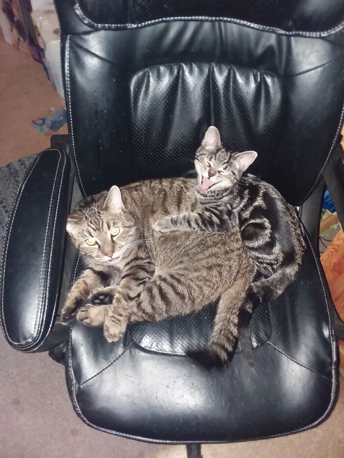 Milo’s Complaining That Chico Is Hogging The Chair!