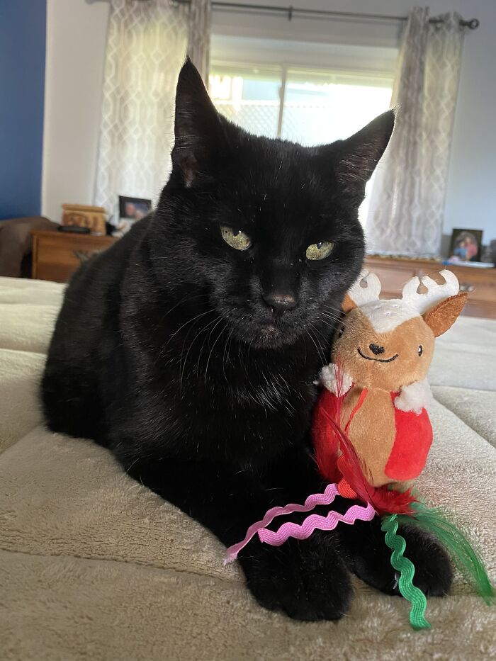 Bubba Loves His Jingle Mouse & Don’t Try To Take It Away From Him! He Will Eat Your Face!