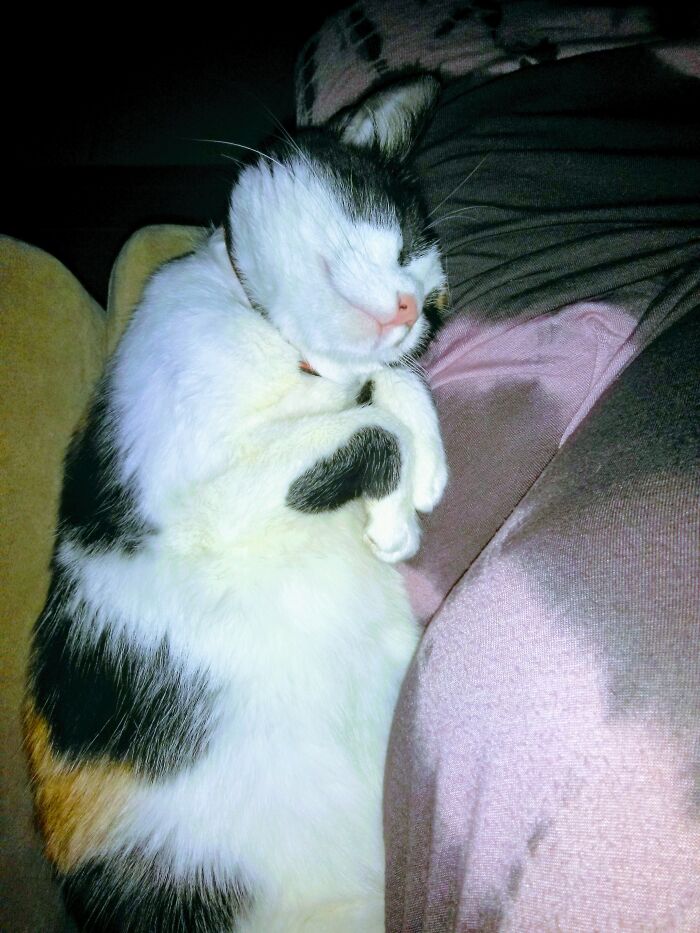 Jaleesa, My Calico Living The Life.