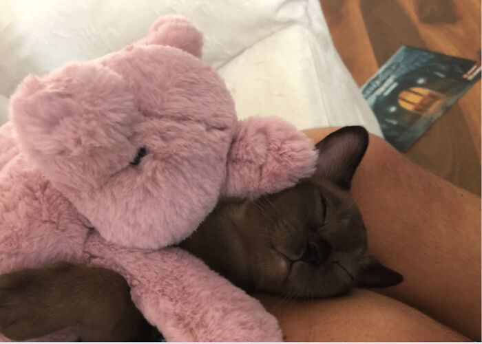 Holly Sleeping With A Stuffed Pig As A Baby. Not Her Toy But Only Thing She Hasn't Destroyed Yet