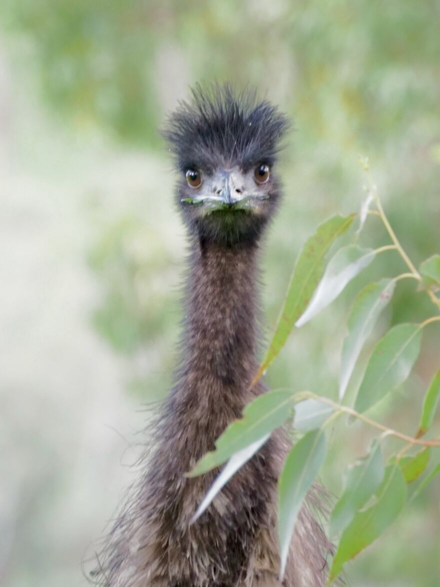 Emu Chittering, Western Australia