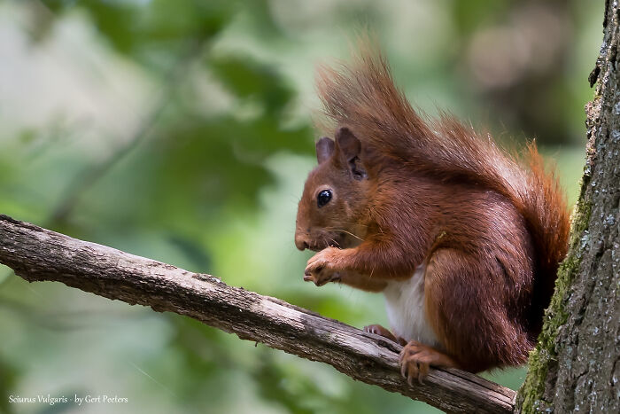 Eurasian Red Squirrel