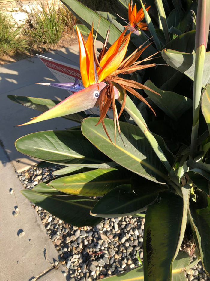 Bird of paradise flower with wiggle eyes added, enhancing the plant with creative eyebombing art outdoors.