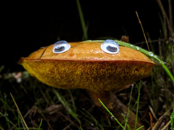 Mushroom in grass with wiggle eyes attached, enhancing random object with eyebombing creativity at night.