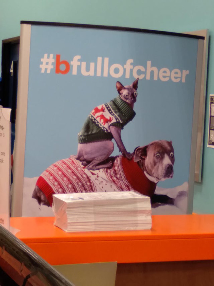 Sphynx cat and dog wearing sweaters with wiggle eyes added to both, showcasing eyebombing creativity on a holiday poster.