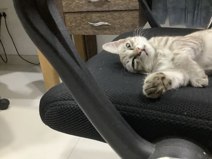 He Likes To Tuck An Ear Under His Head When He Lies On His Side