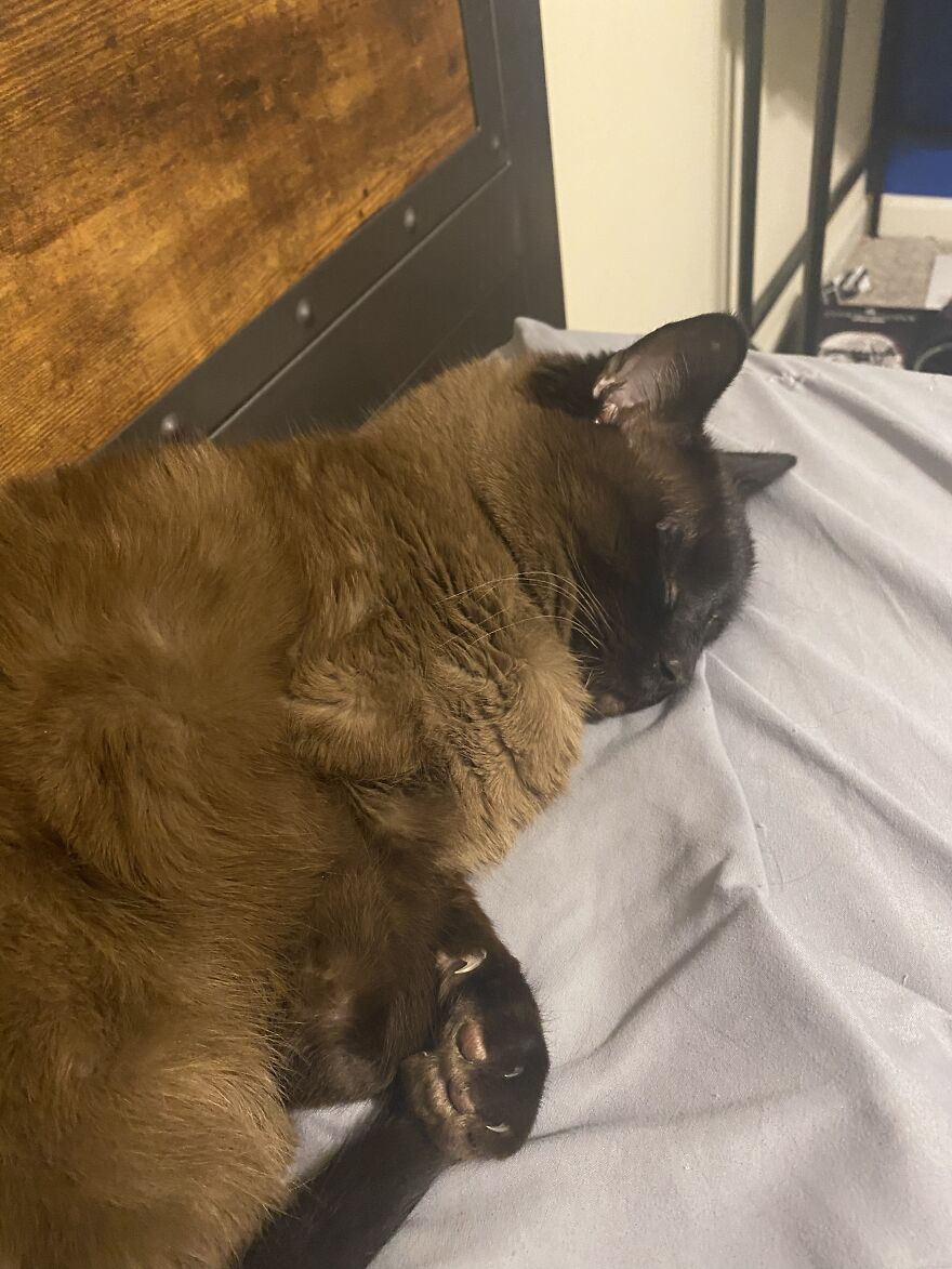 Here Are Some Pictures Of My Cats. Incase You Are Having A Bad Day.