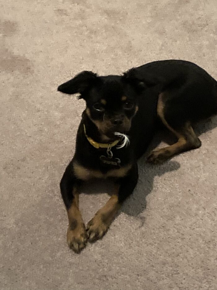 Pfffft... I Never Ate Anything!!