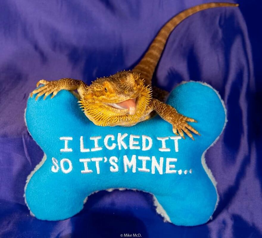 Nimby Wants To Own Everything...