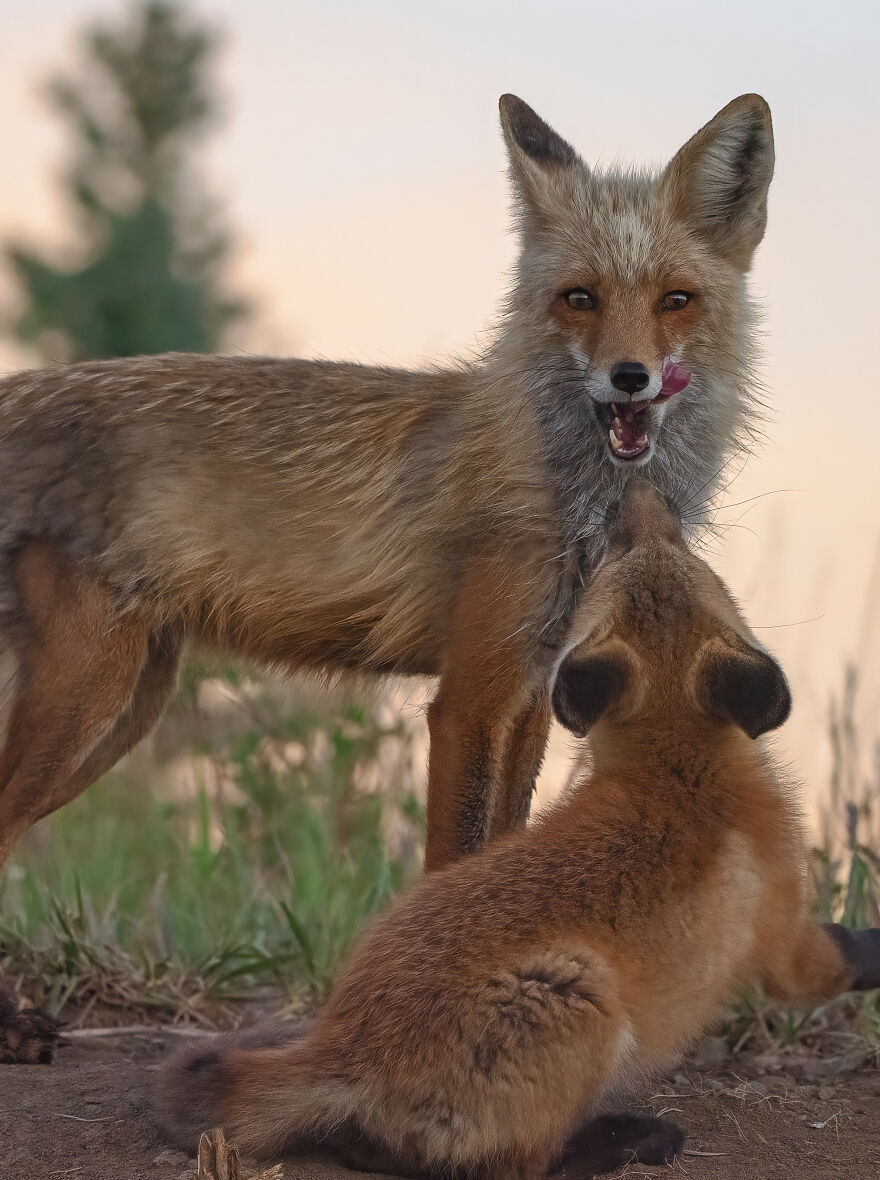 Cuteness Alert: The Spring I Observed A Red Fox Den (16 Pics) Cuteness Alert: The Spring I Observed A Red Fox Den (16 Pics)