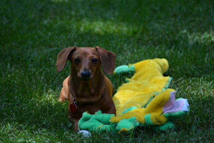 Franklin Loves His Alligator.