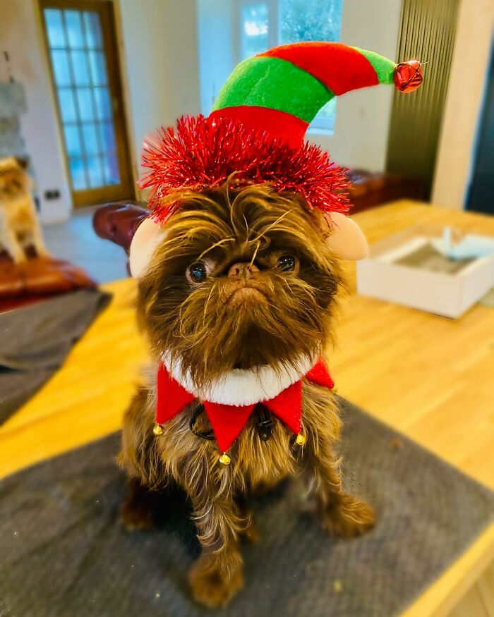 Dog Goes Viral For Looking Exactly Like Real-Life Chewbacca From &ldquo;Star Wars&rdquo;