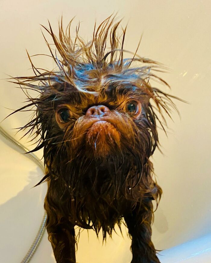 Dog Goes Viral For Looking Exactly Like Real-Life Chewbacca From &ldquo;Star Wars&rdquo;